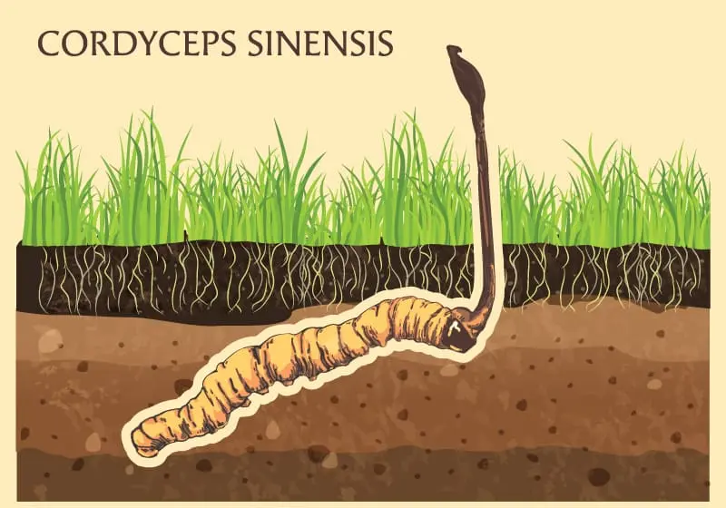 Hình minh họa về Cordyceps sinensis