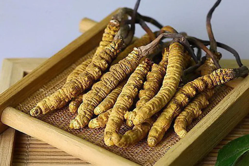 Đông Trùng Hạ Thảo – Phương Thuốc Ngàn Năm Của Người Xưa