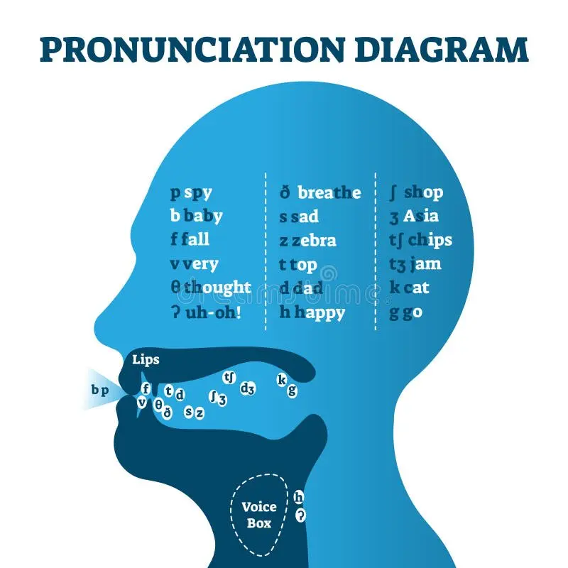 Biểu đồ phát âm hiển thị vị trí miệng và lưỡi cho các âm thanh tiếng Anh với các từ ví dụ